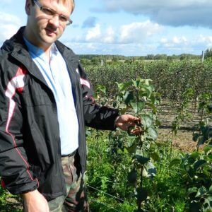 Покупайте саженцы в питомнике
