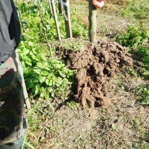 Развитая корневая система саженца