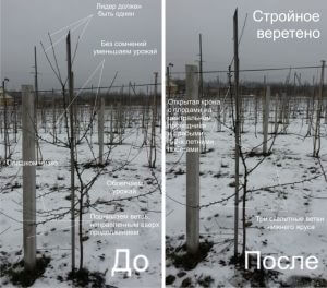 Формировка кроны в виде веретена