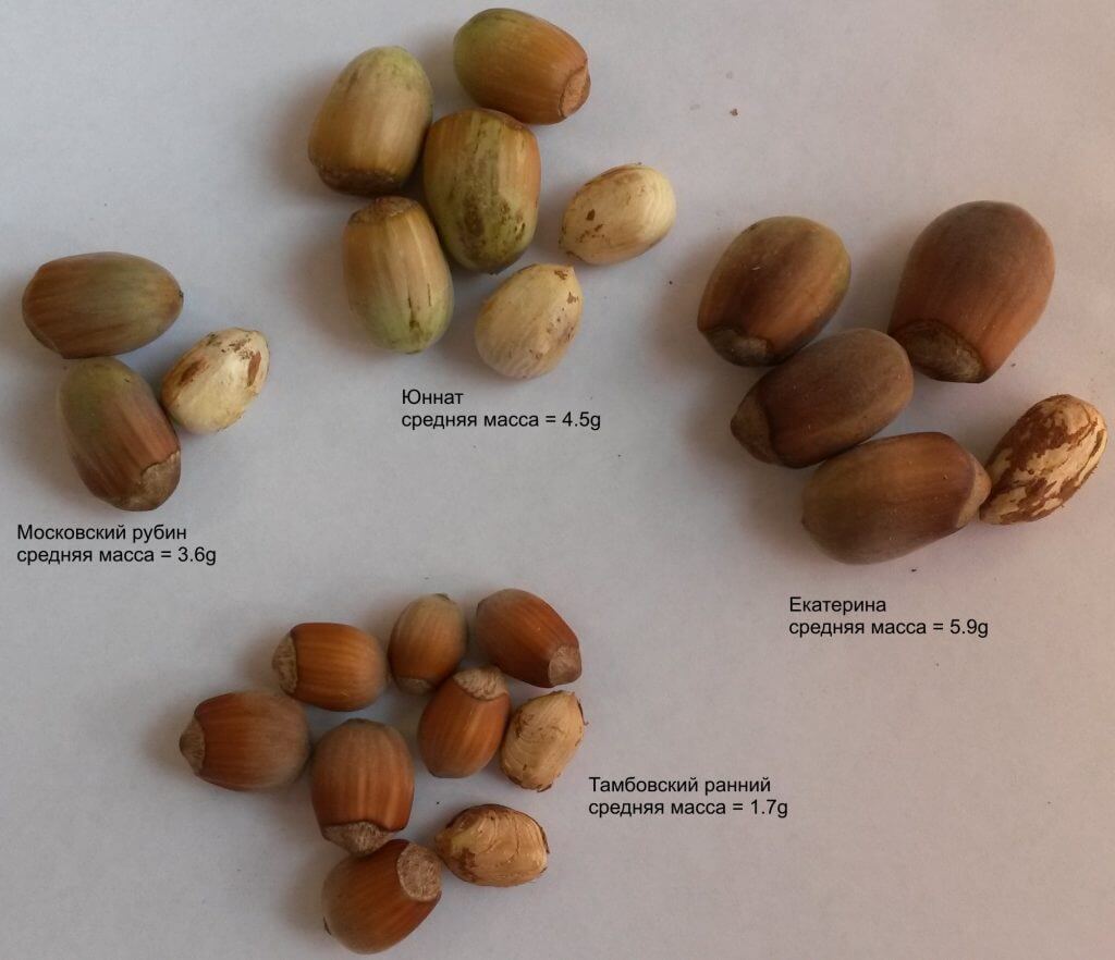 Урожай орешков 2016 года