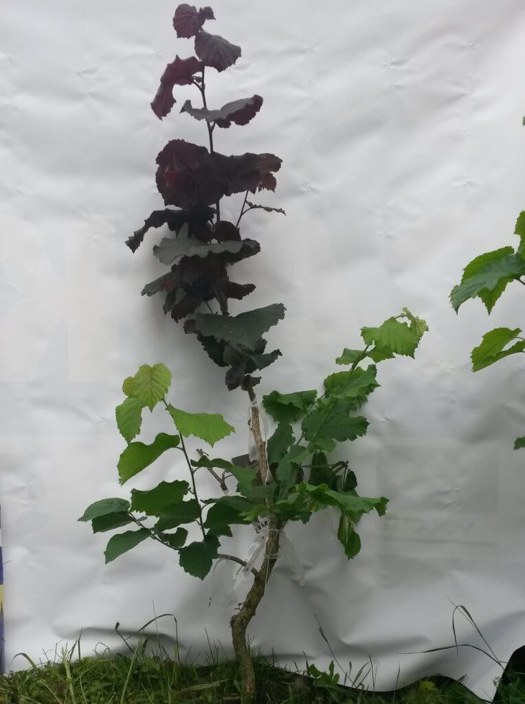 Прививка фундука на орех медвежий