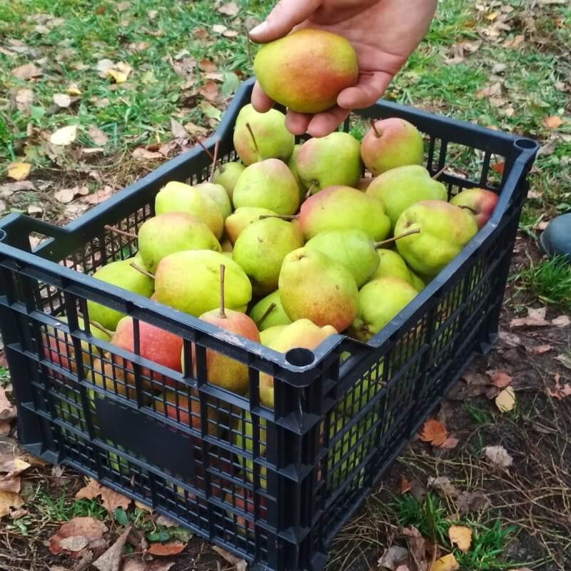 Груша Киргизская зимняя