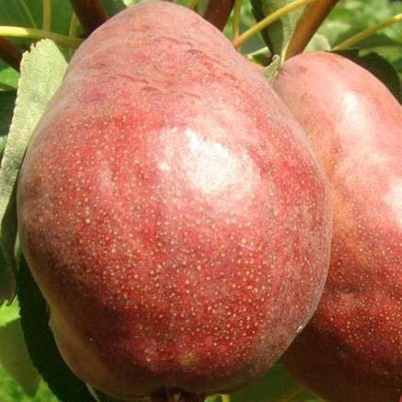 Груша Киргизская зимняя