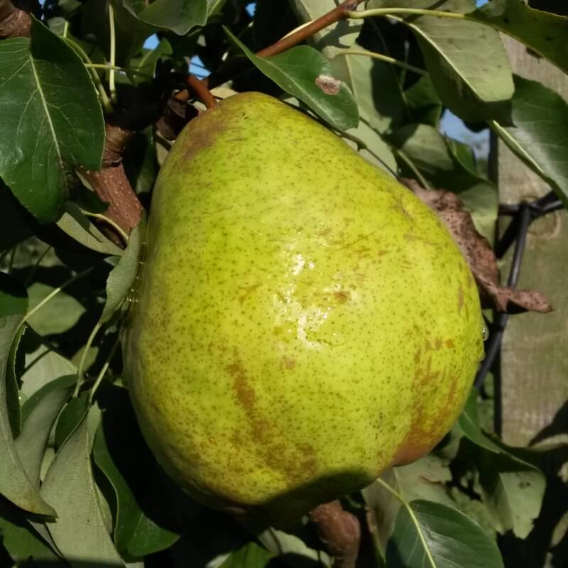 Быстрый просмотр