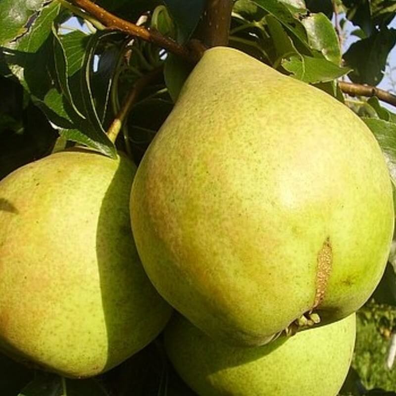 Груша Просто Мария