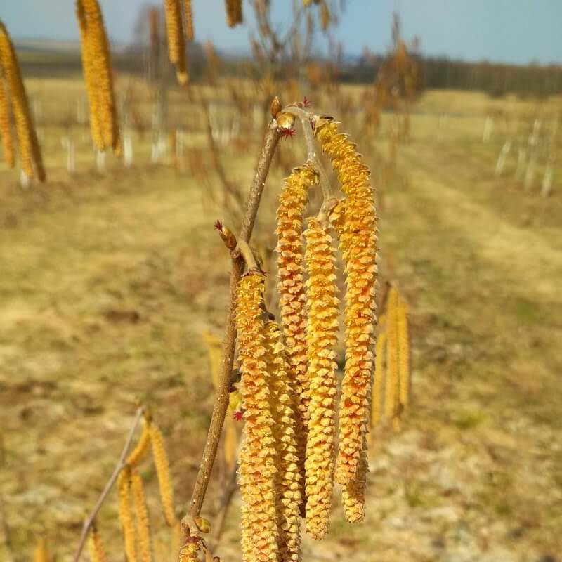 Быстрый просмотр