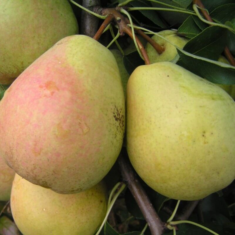 Груша Велеса