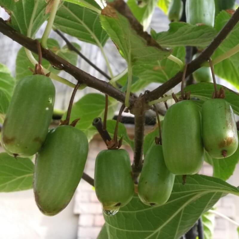 Актинидия Превосходная