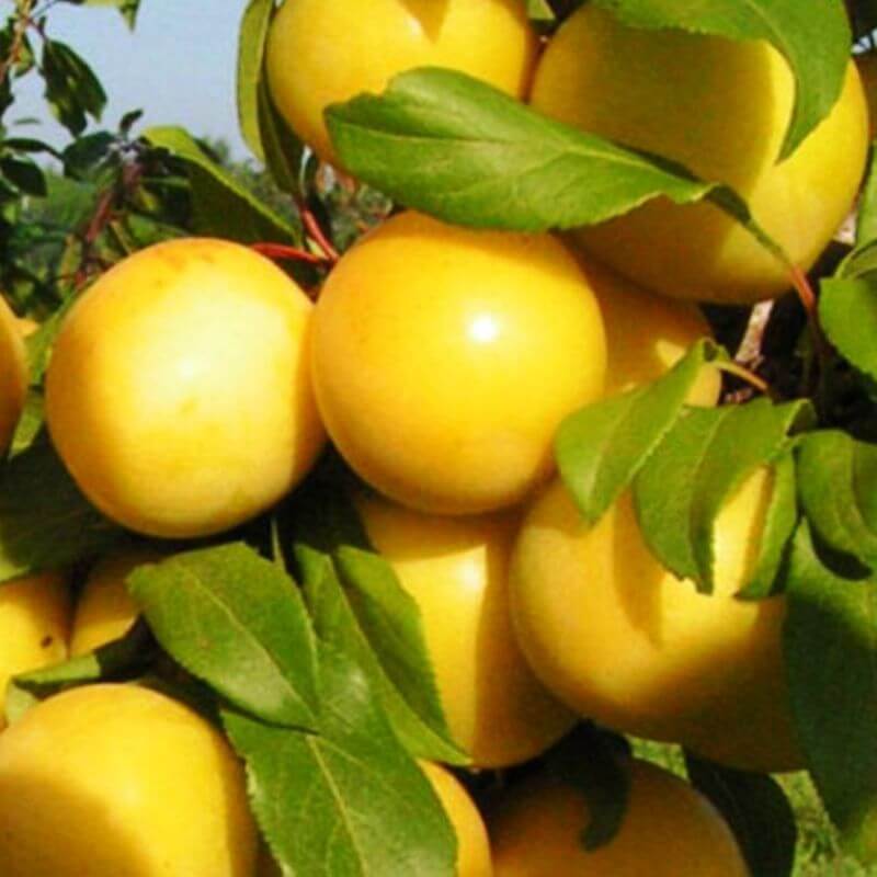 Быстрый просмотр