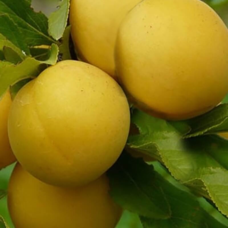 Лодва