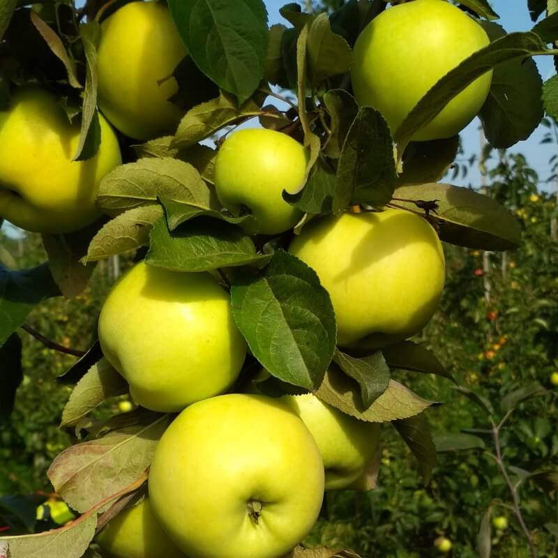 Быстрый просмотр