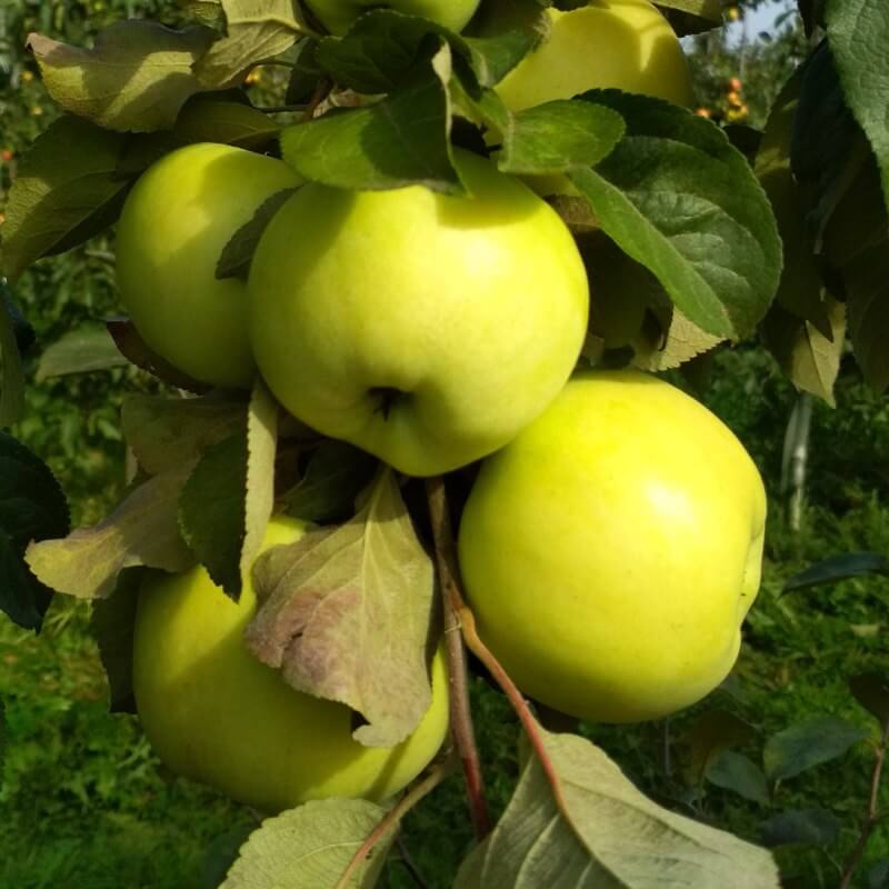 Быстрый просмотр