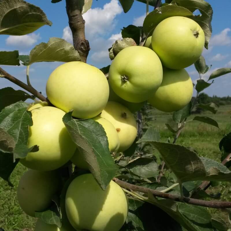 Белый налив