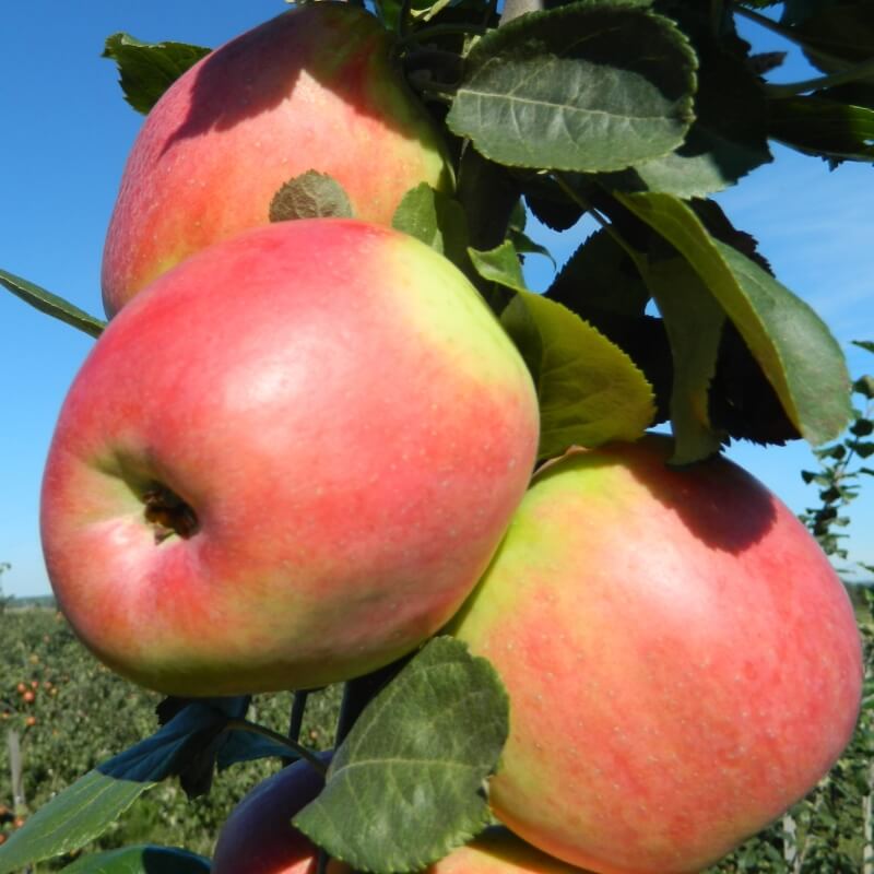 Брянское розовое