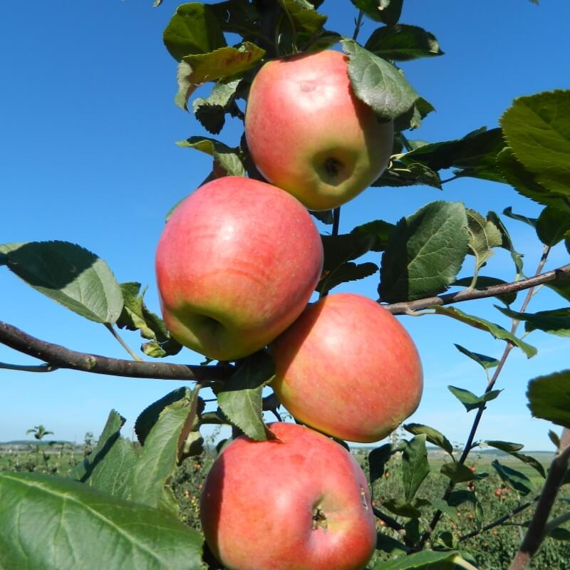 Быстрый просмотр