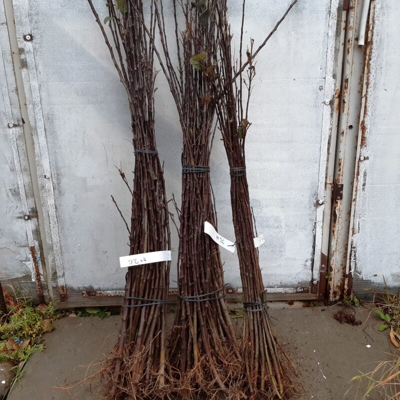 м26 яблони карликовый подвой