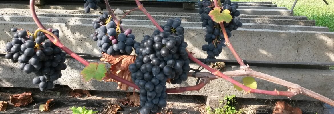 Черенки винограда