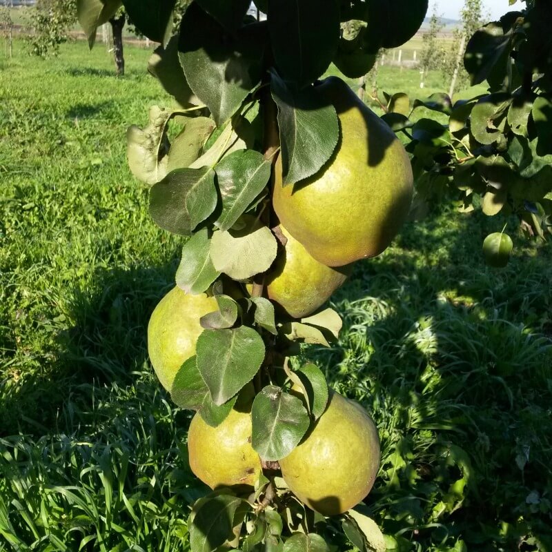 Быстрый просмотр