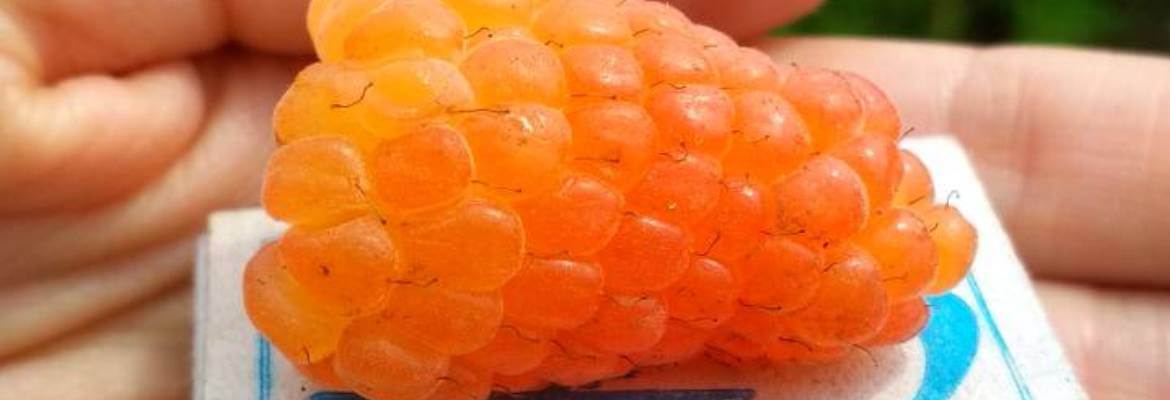 Оранжевое чудо