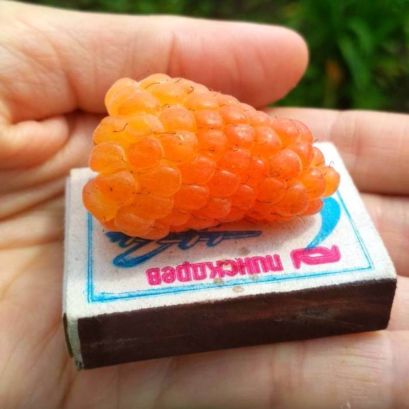 Оранжевое чудо