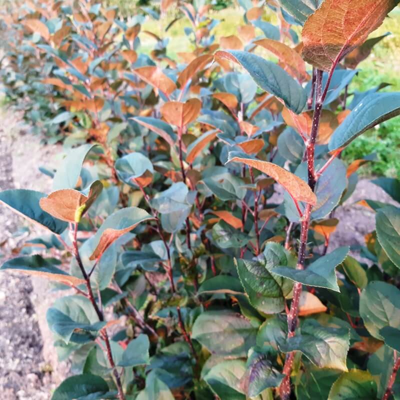 Р60 яблони карликовый подвой