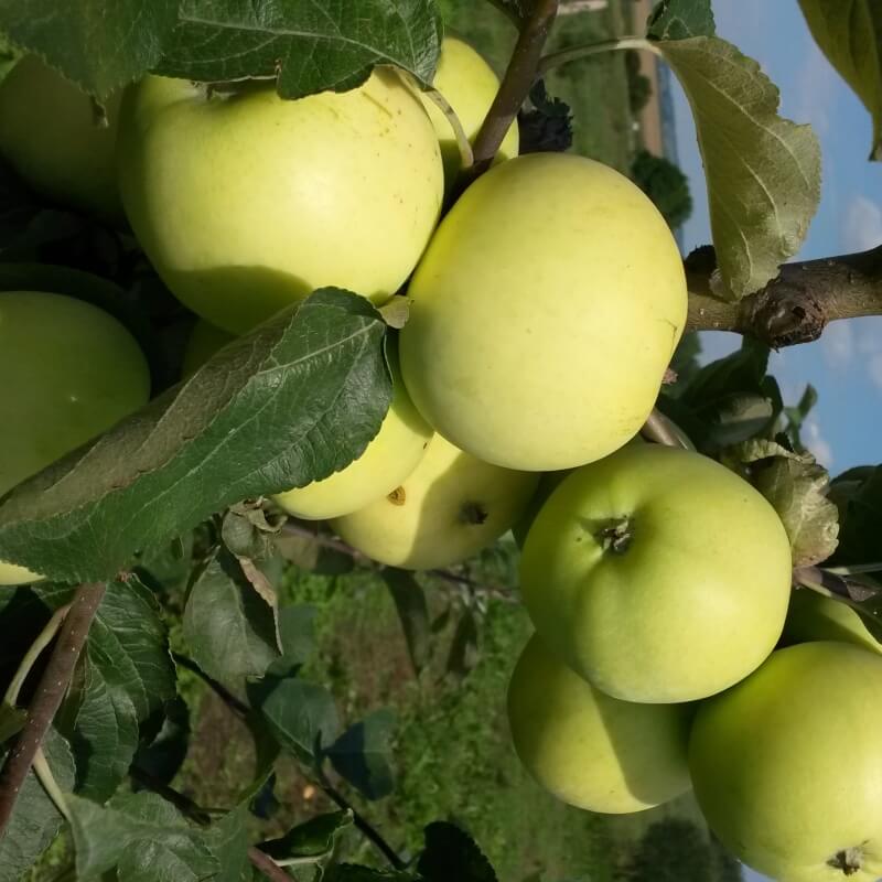 Белый налив