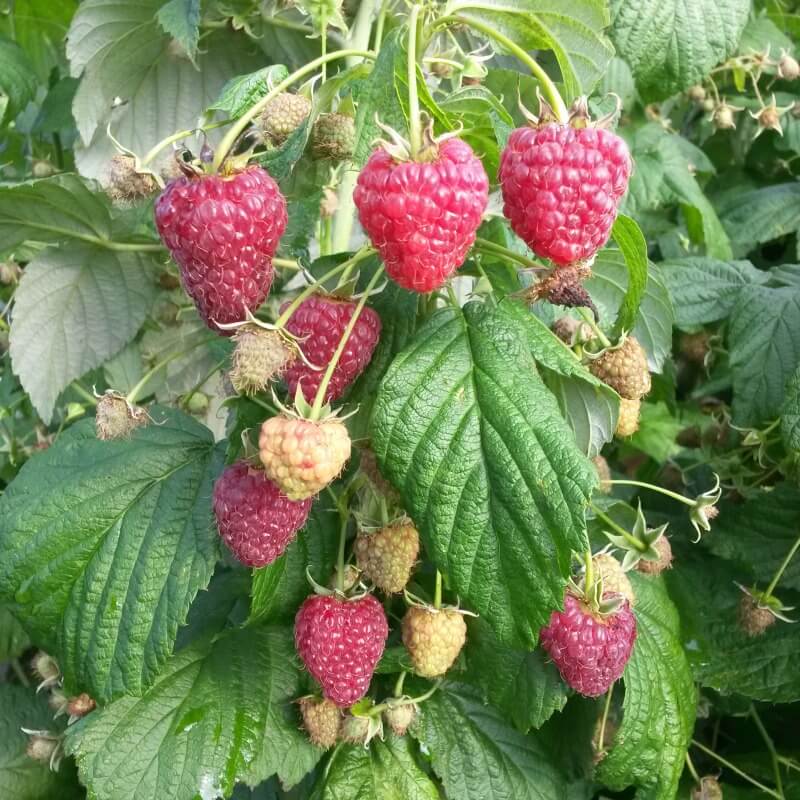 Быстрый просмотр