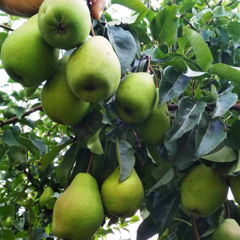 Груша Русская красавица