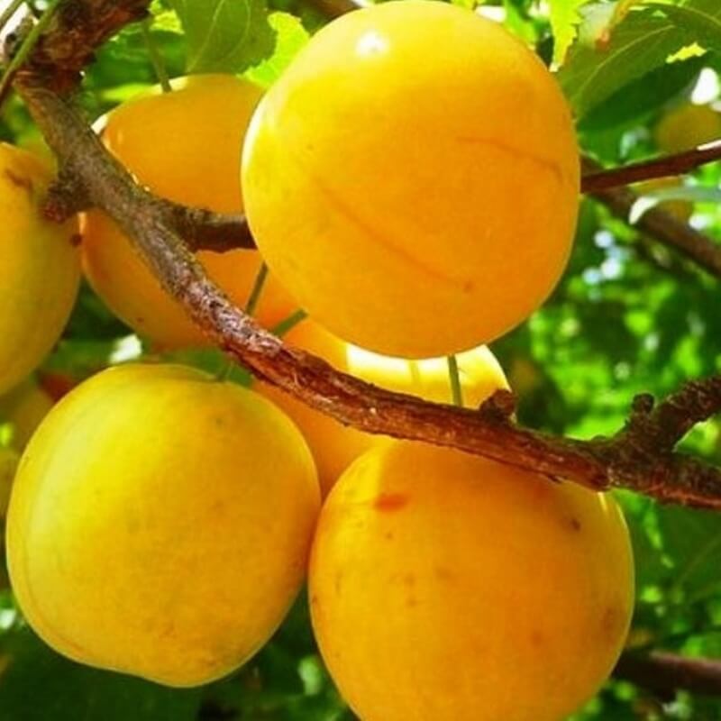 Слива Вашингтон