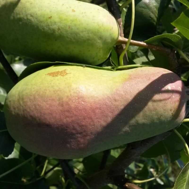 Быстрый просмотр