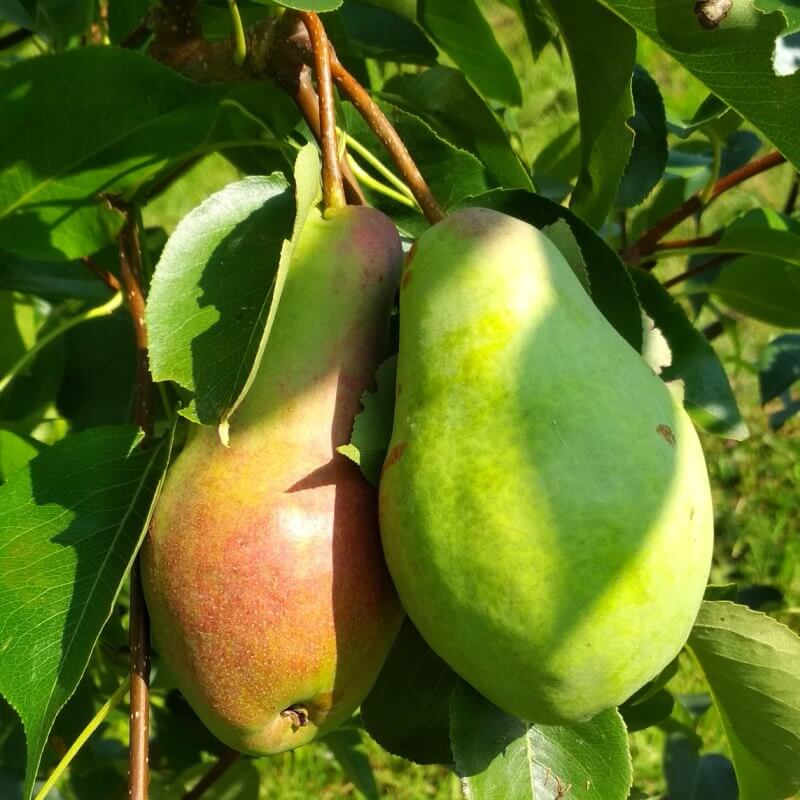 Быстрый просмотр