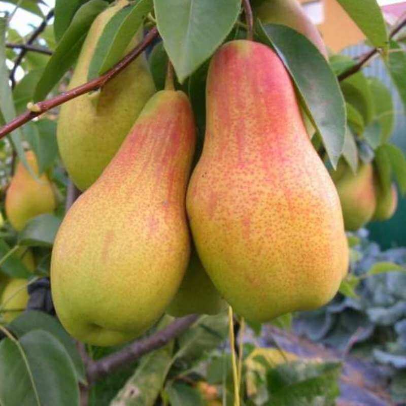 Быстрый просмотр