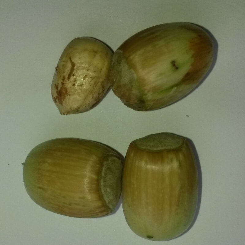 Быстрый просмотр