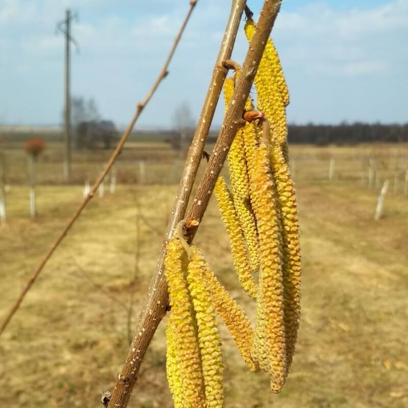 Быстрый просмотр