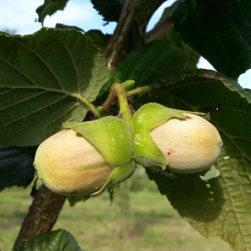 Быстрый просмотр