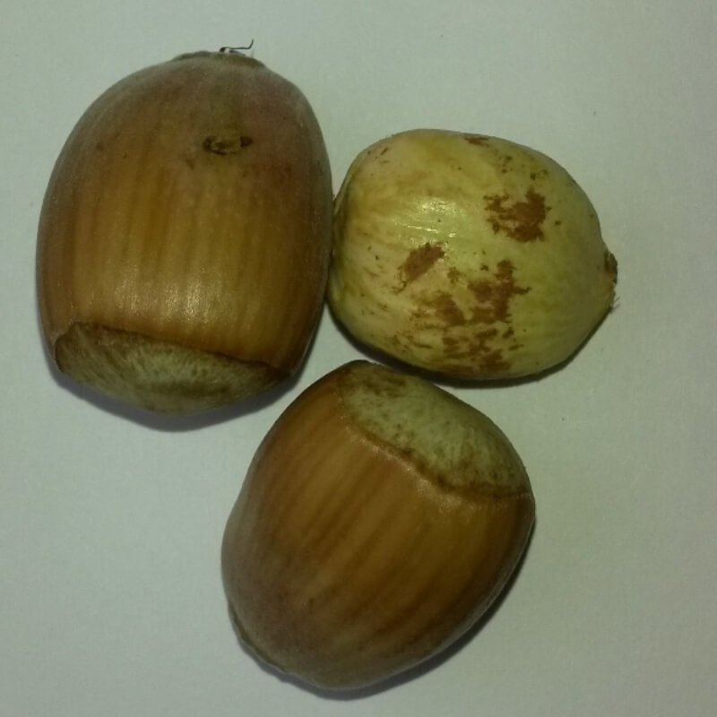 Быстрый просмотр