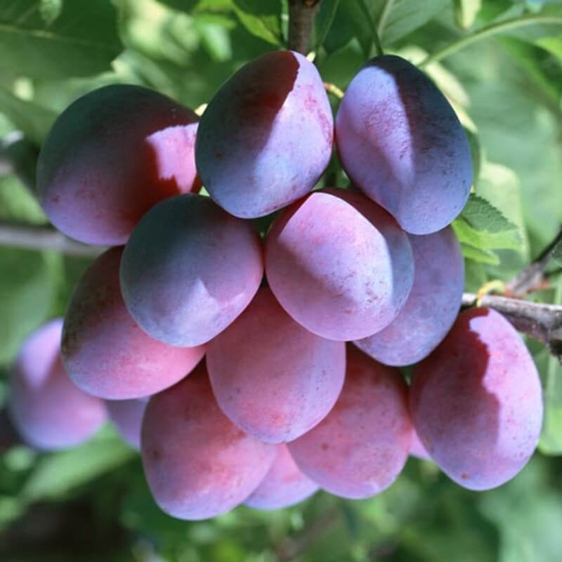 Слива Венера