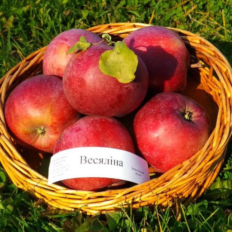 Весялина