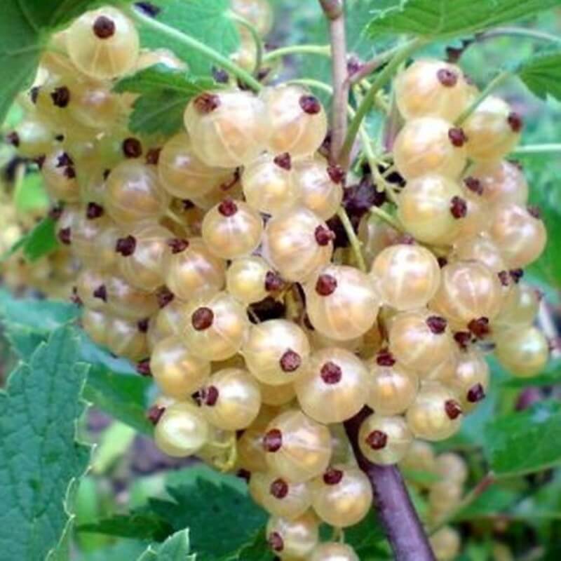 Ютерборгская