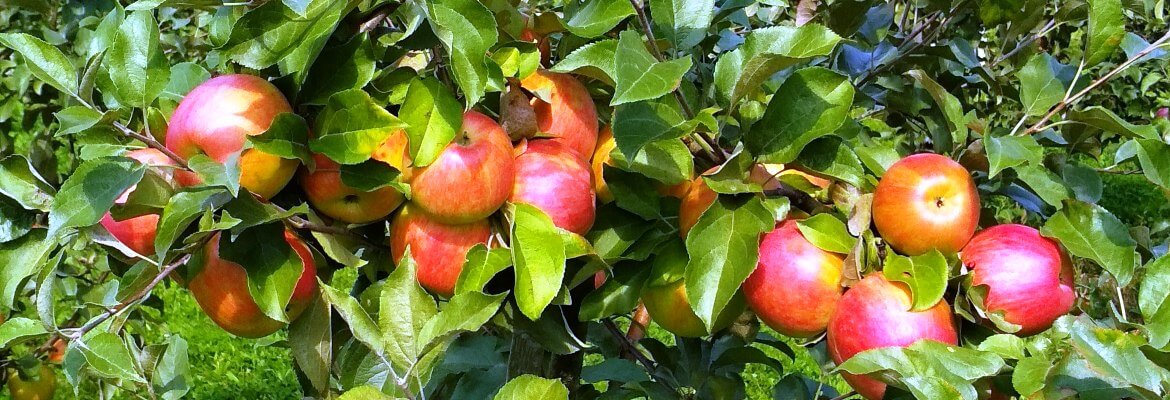 Gloster (Глостер)