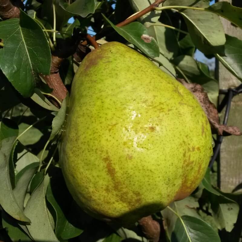 Зимние груши