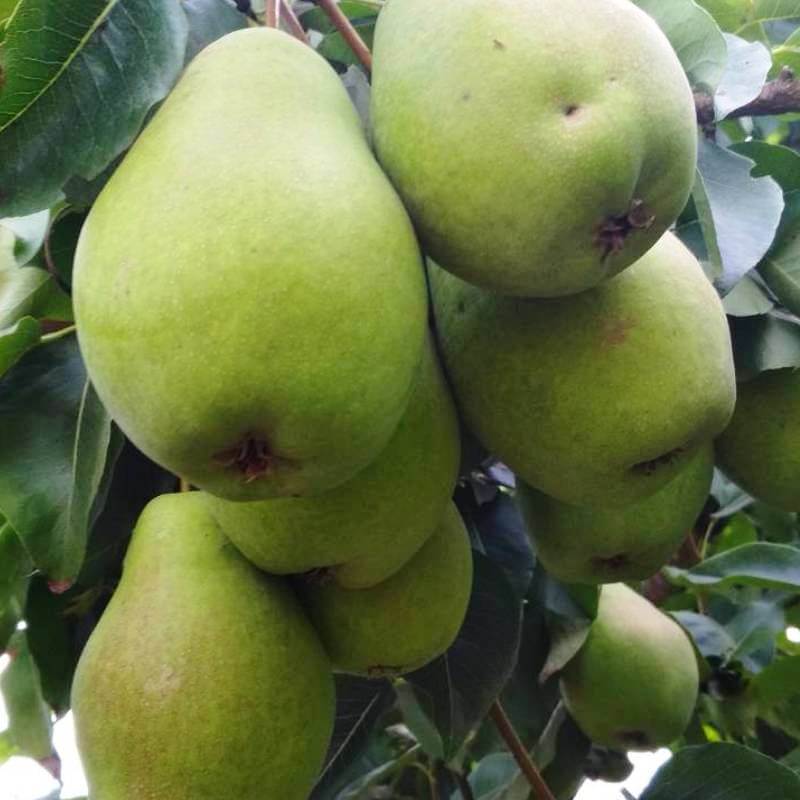 Груша Русская красавица