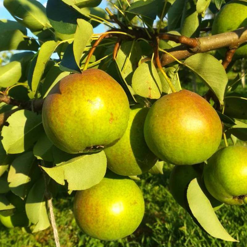 Летние груши