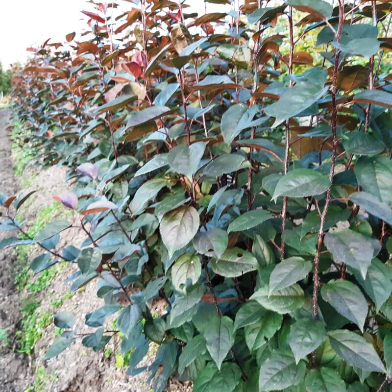 54118 яблони полукарликовый подвой