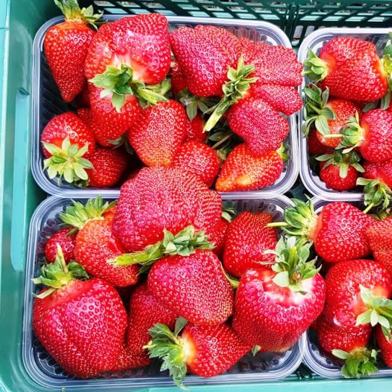 Клубника Азия