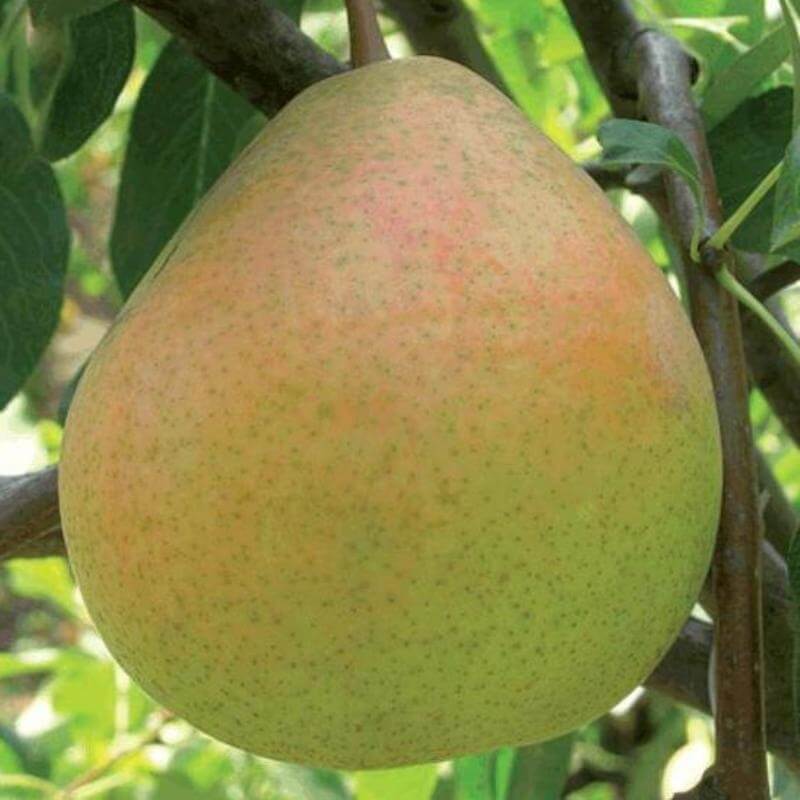 Груша Сокровище