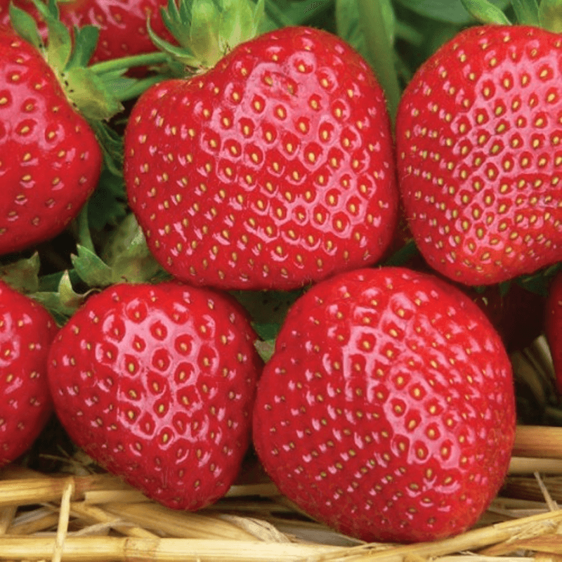 Клубника Валери