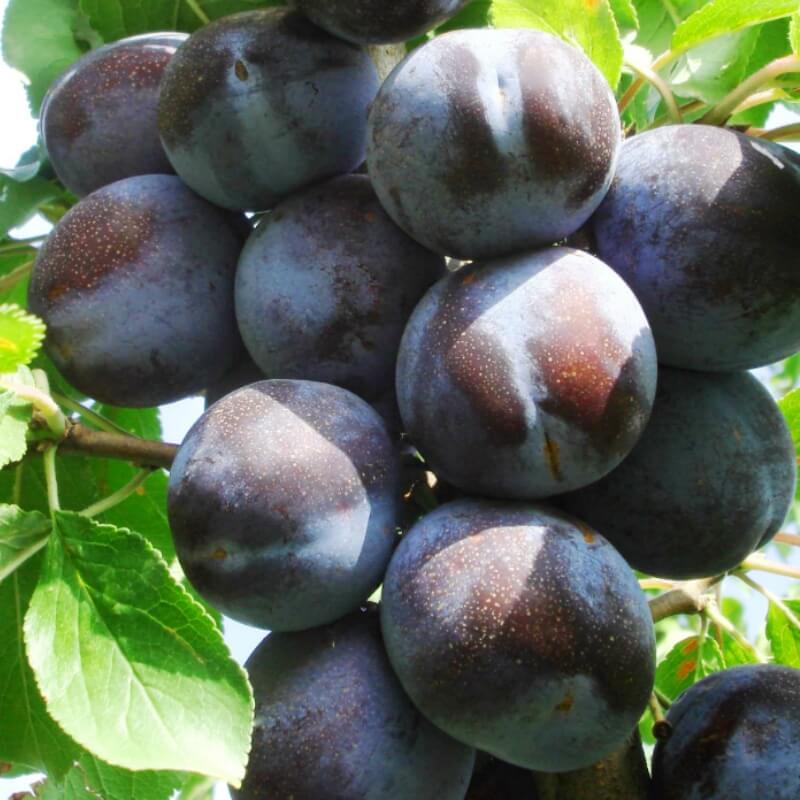 Слива Президент