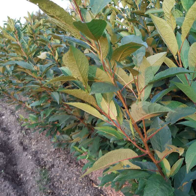 ВПК1 сливы карликовый подвой