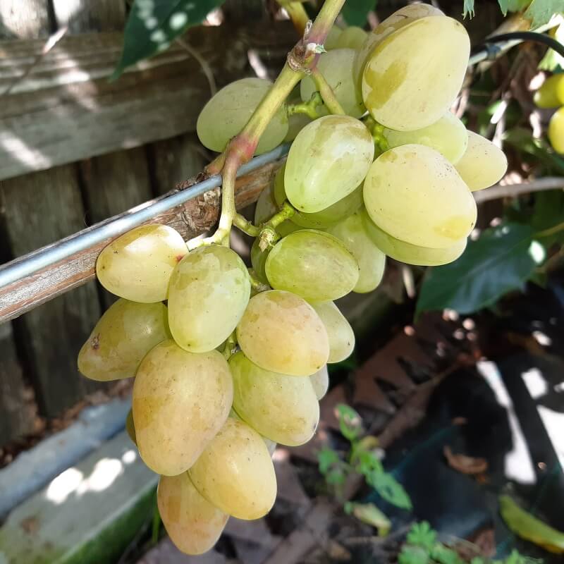 Виноград Аладдин